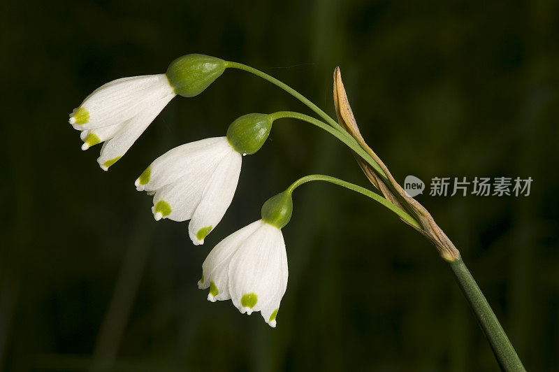 Leucojum aestivum(拉丁)